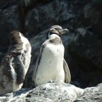 Pinguine