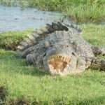 Krokodil im Chobe NP