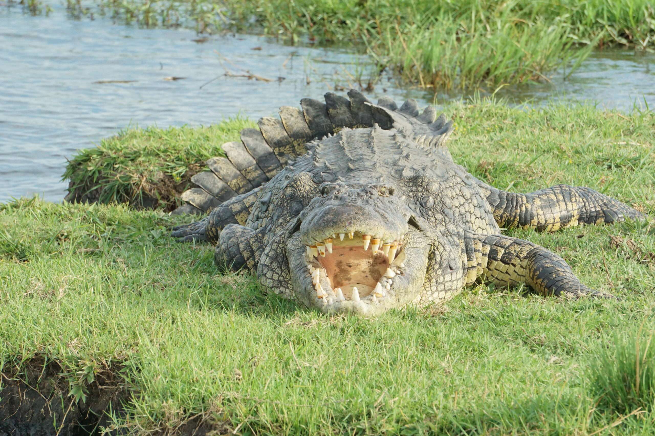 Krokodil im Chobe NP